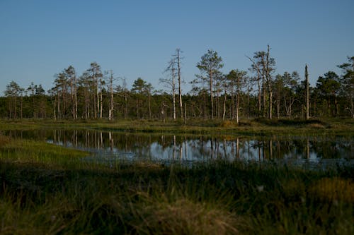 View of a Meadow, Body of Water and Trees under Blue Sky 