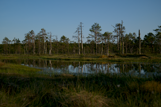 Tranquil wetland landscape with tall trees reflecting on a calm water surface under a clear blue sky.