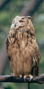 owl photo
