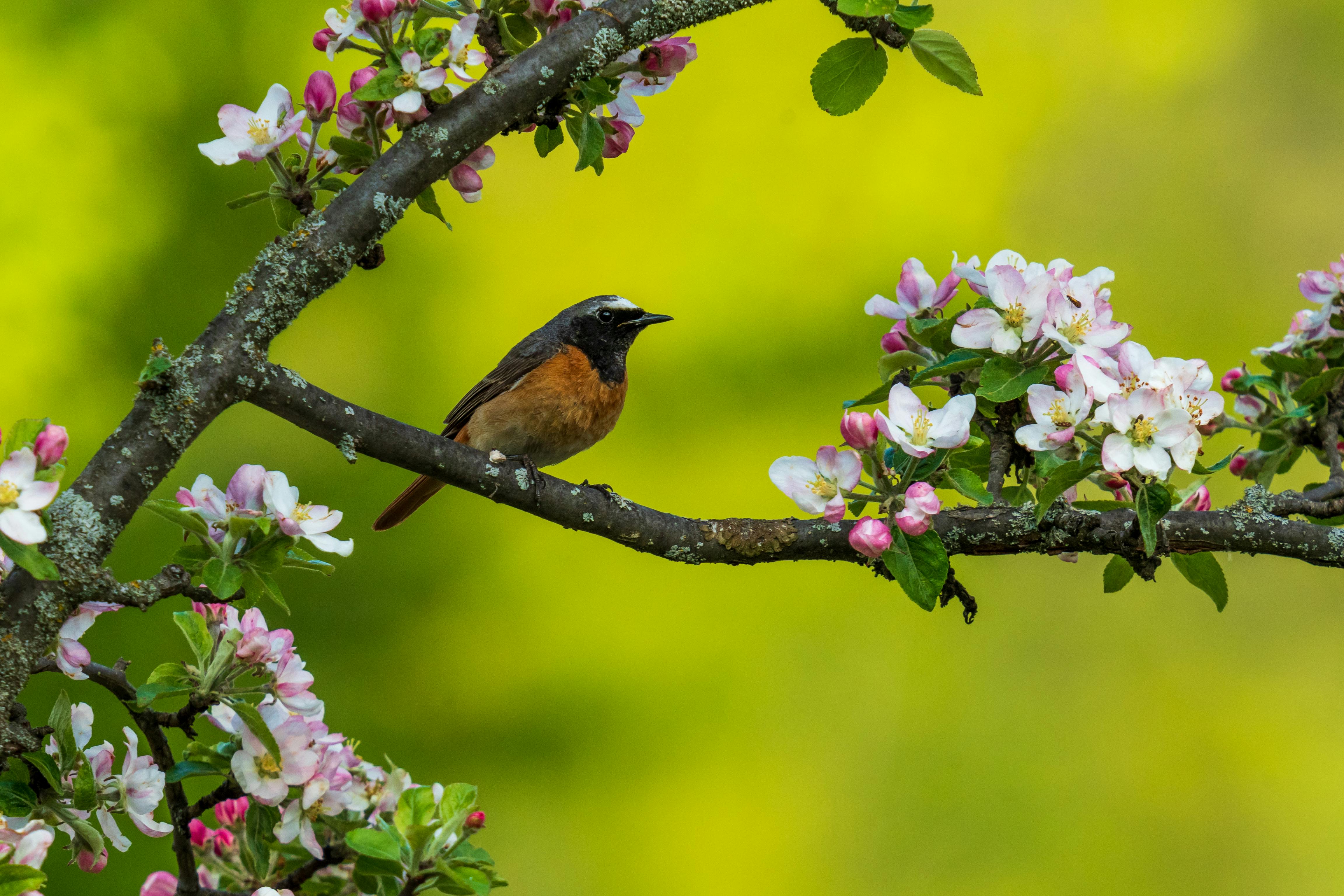 the common redstart phoenicurus phoenicurus or often simply redstart is a small passerine bird in the genus phoenicurus like its relatives it was formerly classed as a member of the