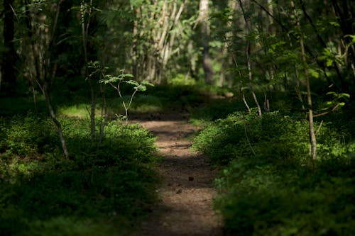 Close-up of a Footpath in a Forest 
