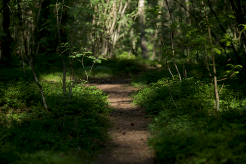 Free Peaceful forest path surrounded by lush greenery in summer sunlight, perfect for nature exploration. Stock Photo