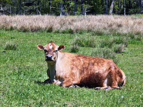 Brown Cow on a Meadow 