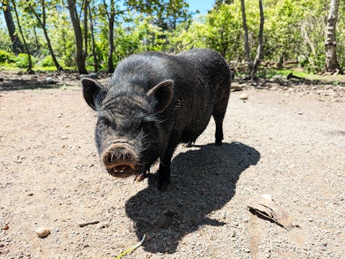 A Black Pig on a Farm 