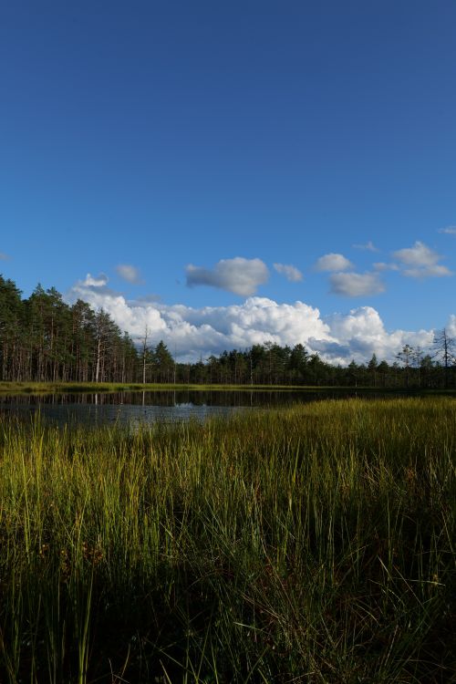 Free Peaceful marsh scene with tall grass and a serene pond under a clear blue sky. Stock Photo