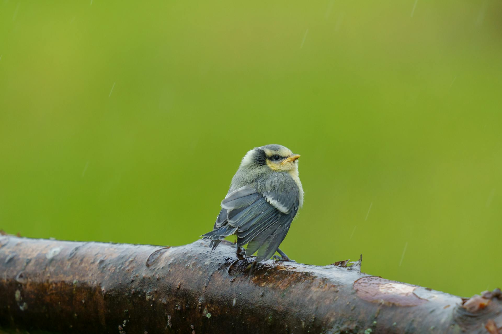 The Eurasian blue tit (Cyanistes caeruleus)[2] is a small passerine bird in the tit family, Paridae. It is easily recognisable by its blue and yellow plumage and small size.