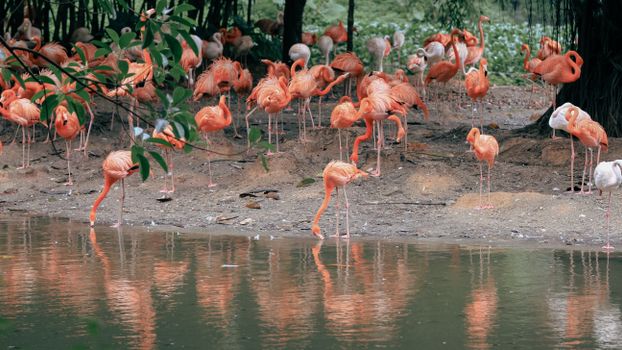 flamingo photo