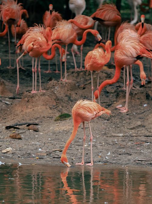 Free Group of vibrant flamingos near a body of water, showcasing their natural beauty. Stock Photo