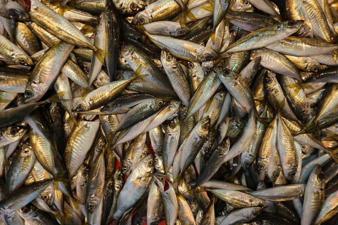Mmarkel Fish Mackerels on Stall at Fish Market · Free Stock Photo