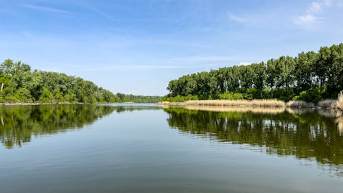 Imagine de stoc gratuită din apă curgătoare, arbori, codru