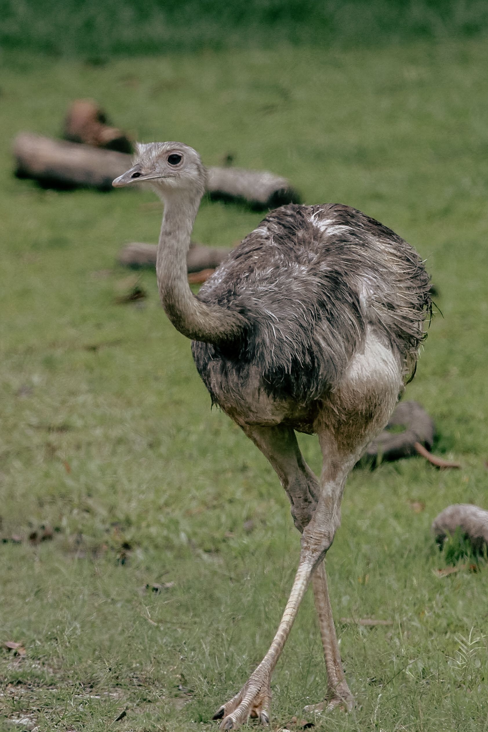 Close-up of a Rhea in the Wild · Free Stock Photo