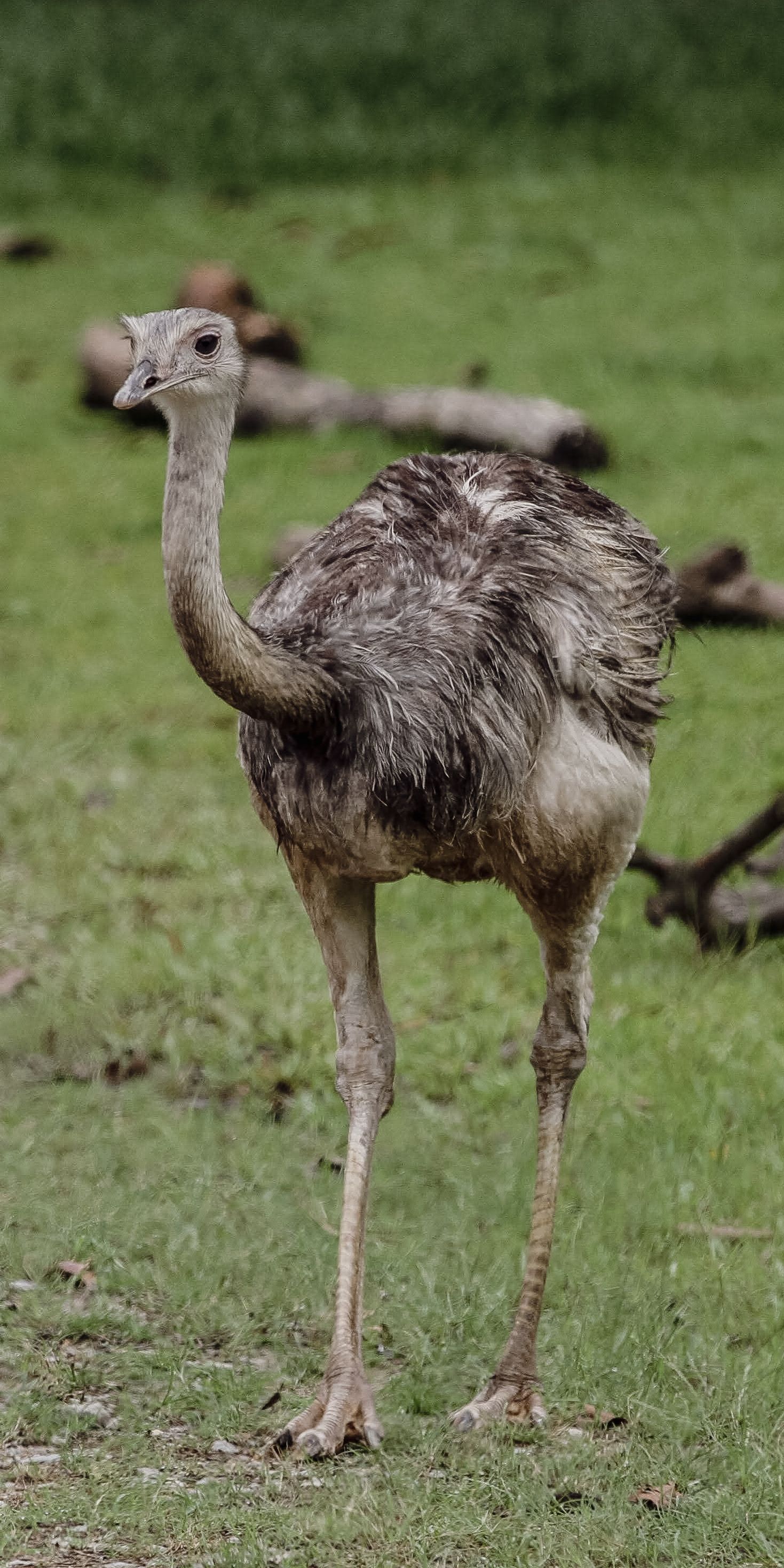 Gratis stockfoto met aardsgezind, akkerland, aviaire Stockfoto