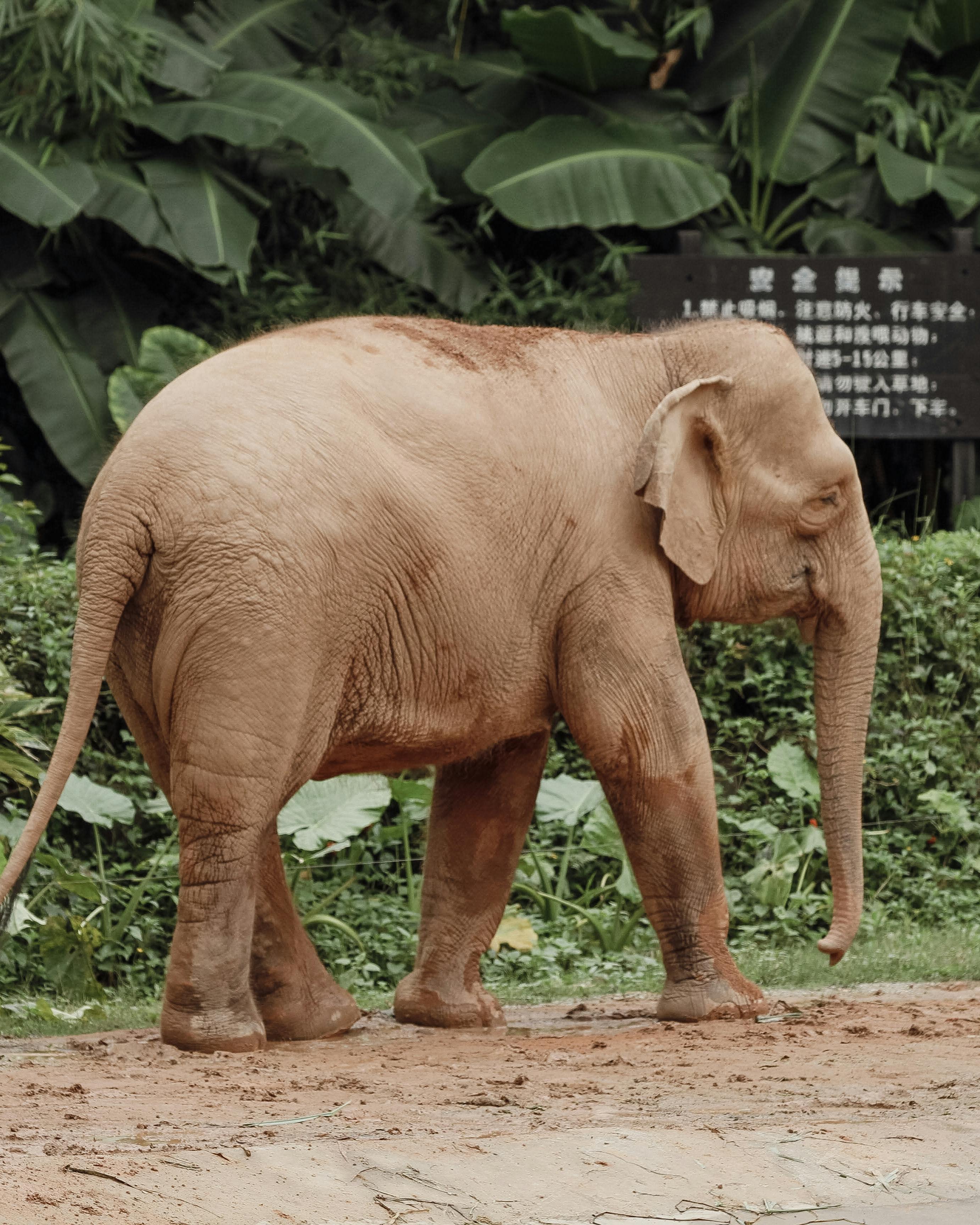 adopt animal mysore zoo