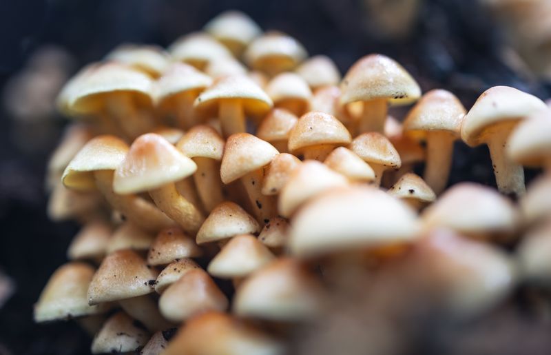 Close-up of a colony of honey fungus mushrooms growing on moist soil in a woodland setting.