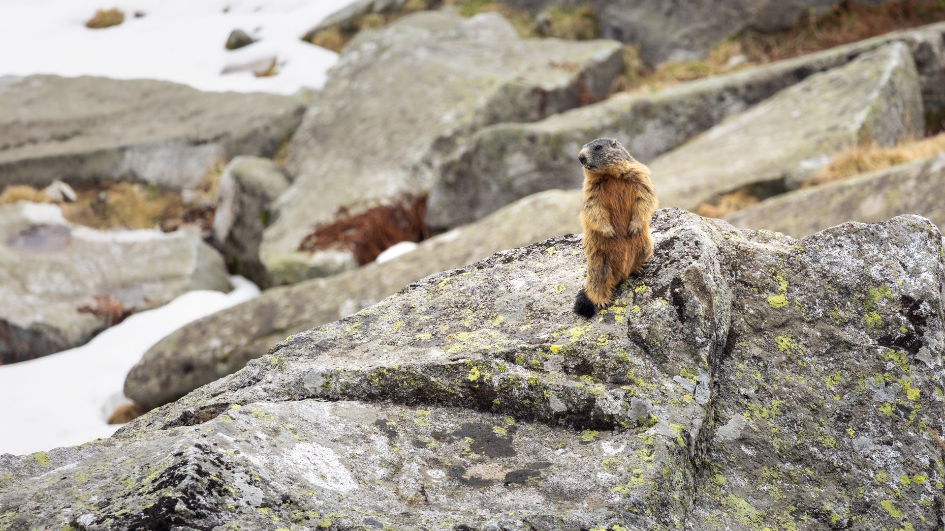 A vigilant marmot sits on a rock in a mountainous area during summer, showcasing wildlife in natural habitat.