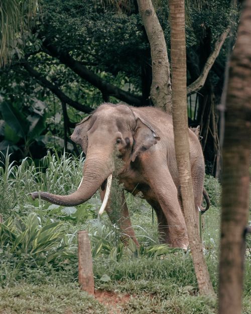 Free Close-up of an African elephant walking in its lush, forested habitat, showcasing wildlife beauty. Stock Photo