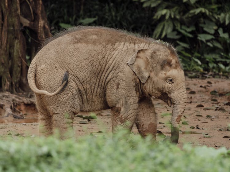 Baby Elephant Walking On Mud