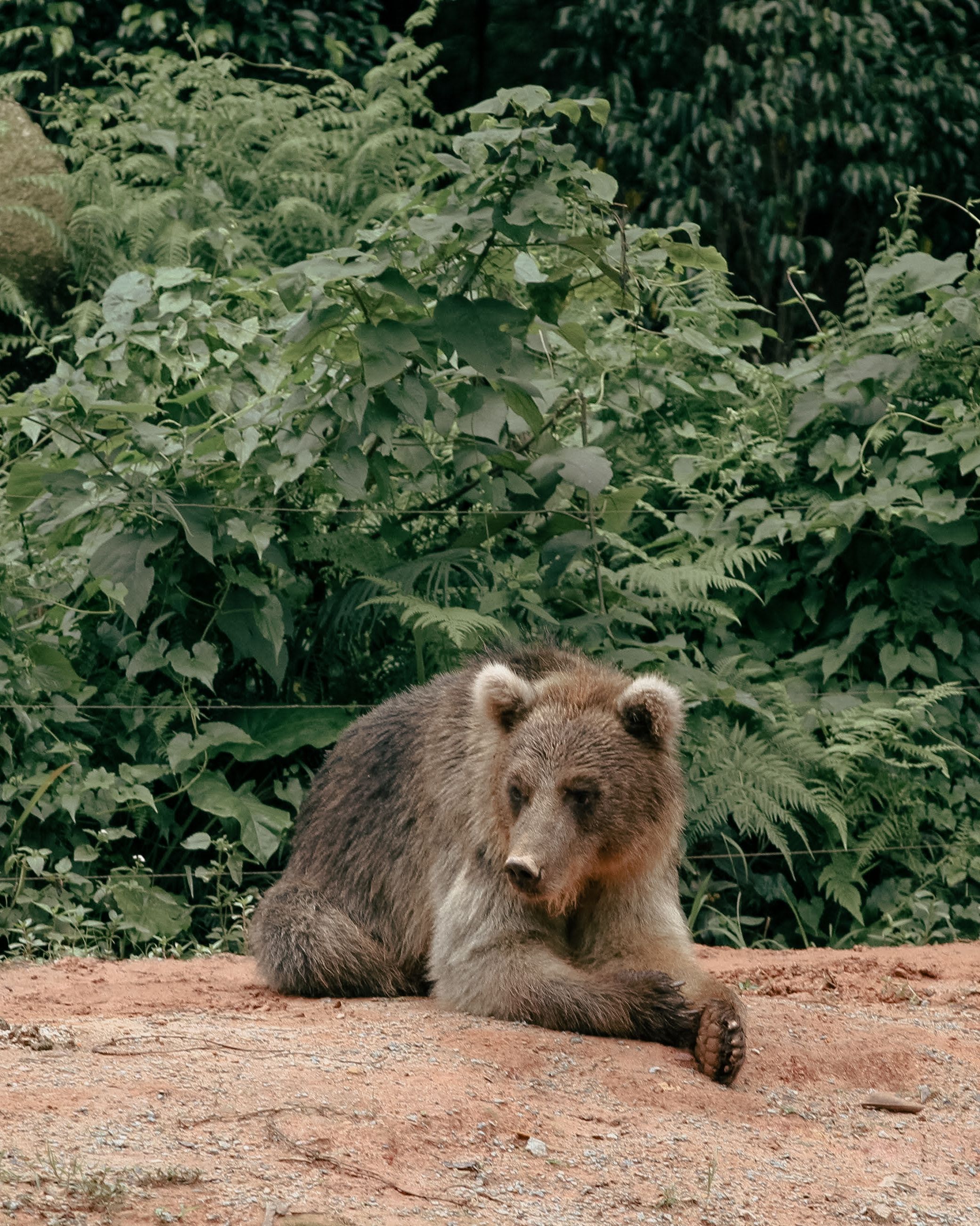 Fotomural Un oso salvaje acostado en el suelo rodeado de exuberante follaje verde en un entorno natural.