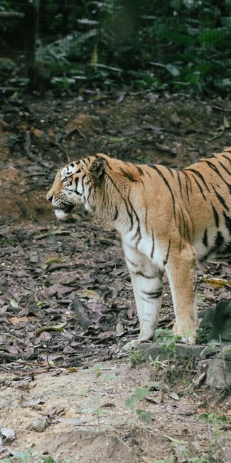 Fotomural Un tigre de Bengala está alerta en su hábitat natural, mostrando la belleza de la vida salvaje.