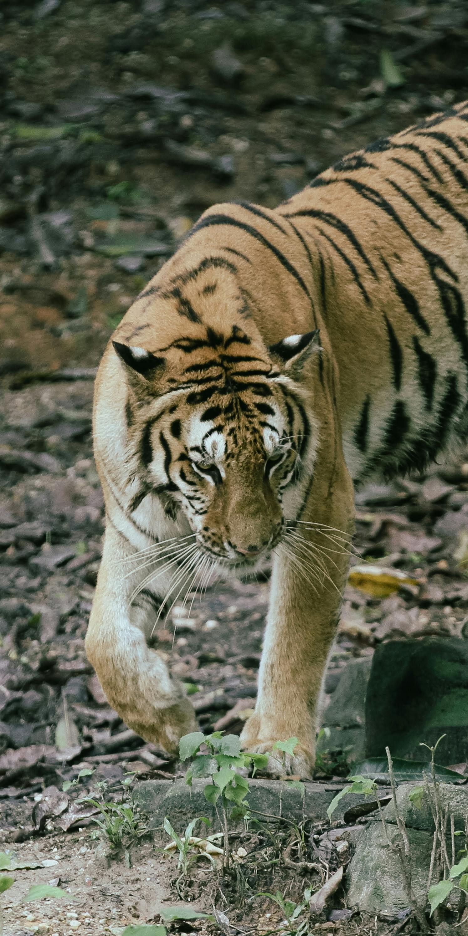 Detroit Zoo Hours Photos, Download The BEST Free Detroit Zoo Hours