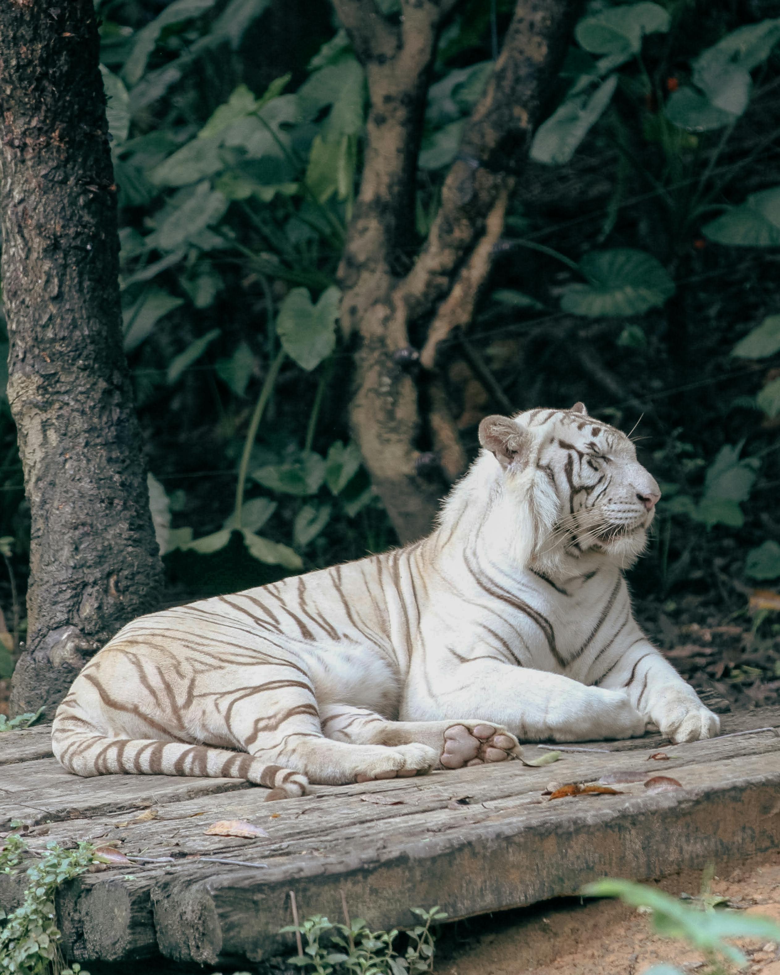 Bengal tiger lying on the rock. Bengal tiger lying in the jungle.