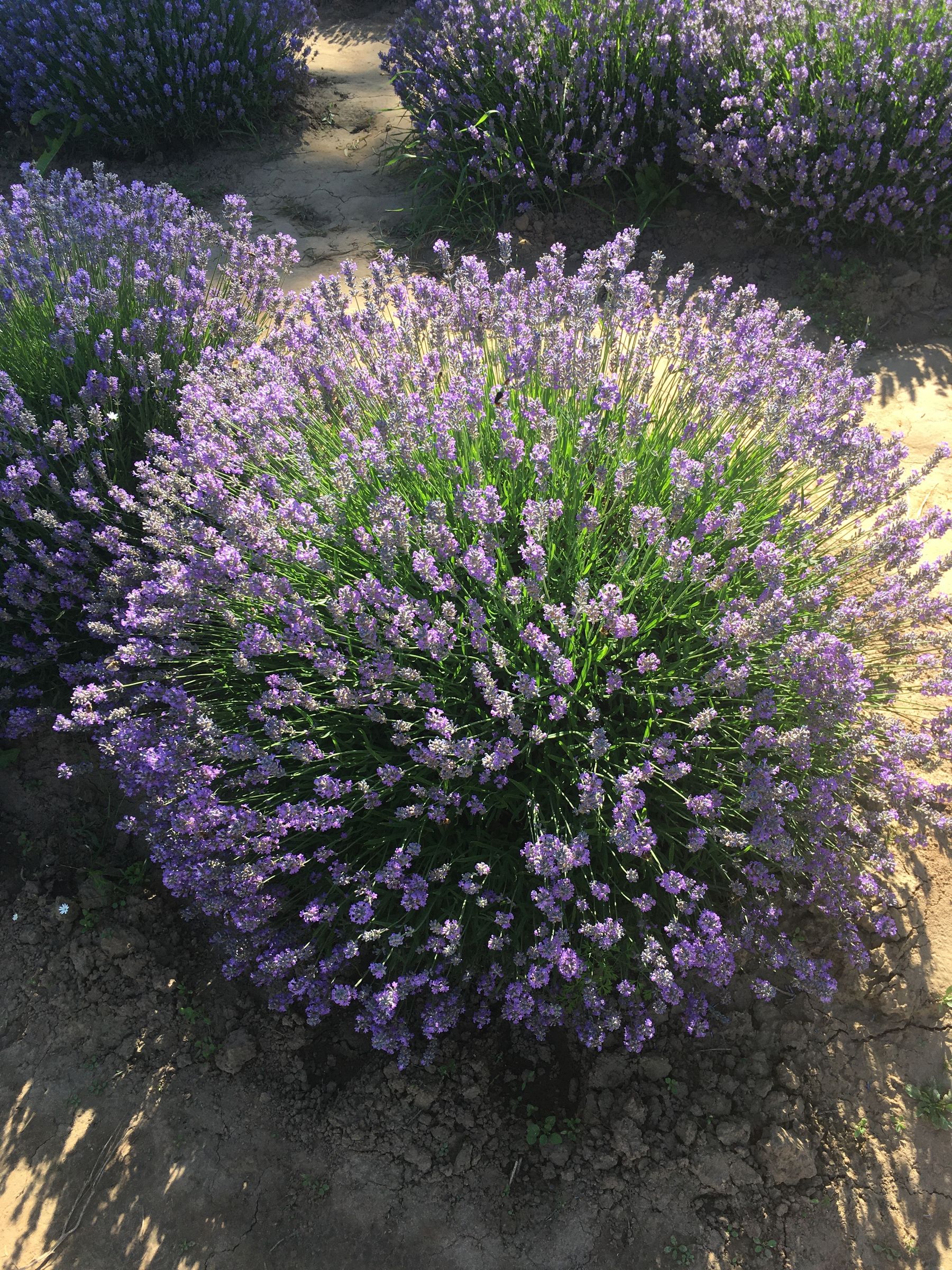 Step 4: Create a Rounded Shape — lavender pruning and care