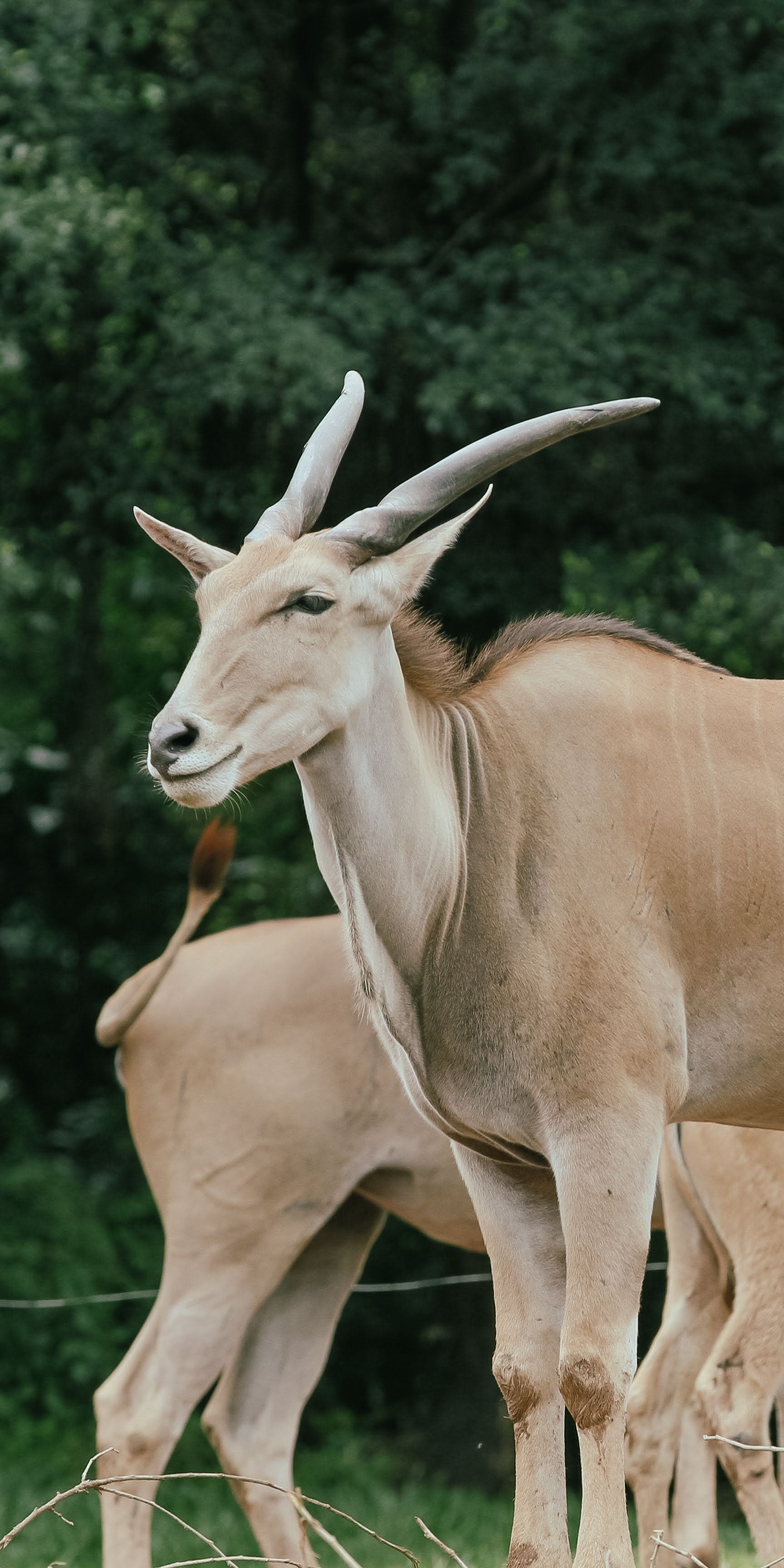 Close-up of a majestic eland antelope standing in its natural habitat.