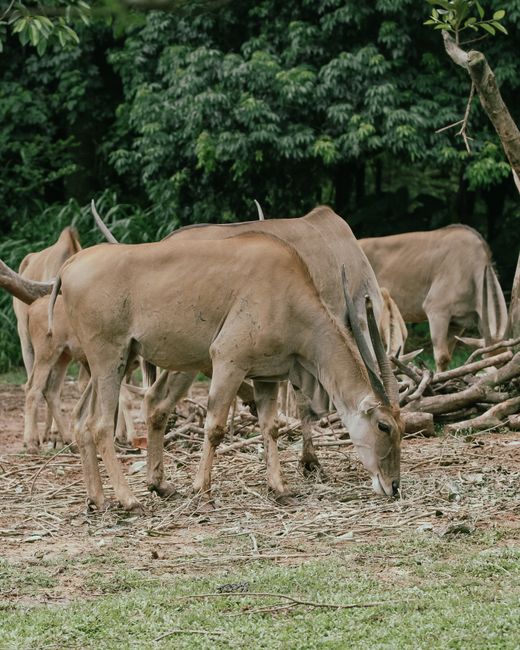 A group of Eland antelopes peacefully grazing in a verdant field surrounded by dense forest greenery.