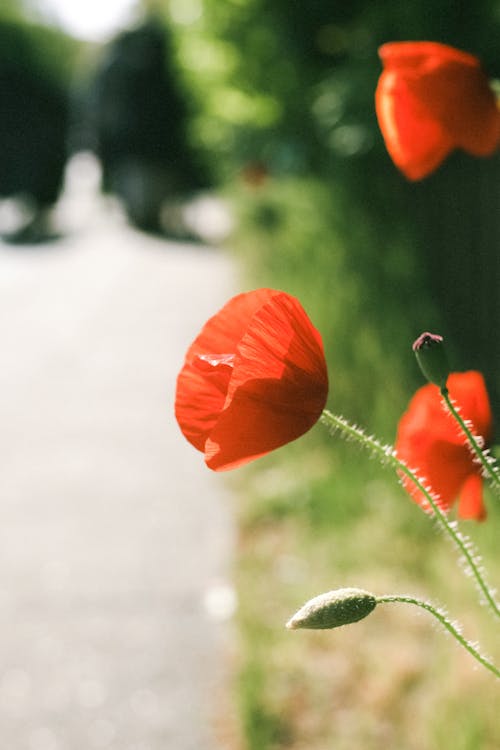 Close-up on Red Poppy Flowers
