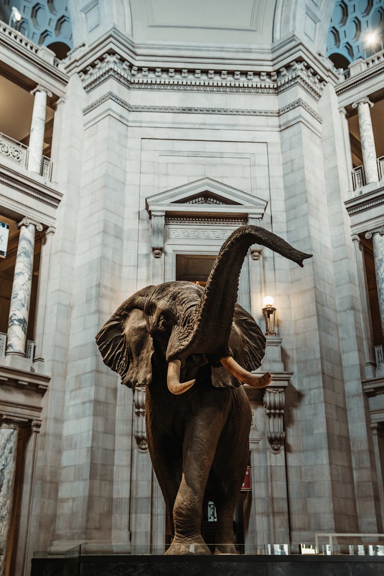 Elephant Figure In National Museum Of Natural History In Washington DC, USA