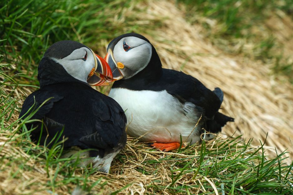 Two Atlantic puffins resting on grass in a natural setting.