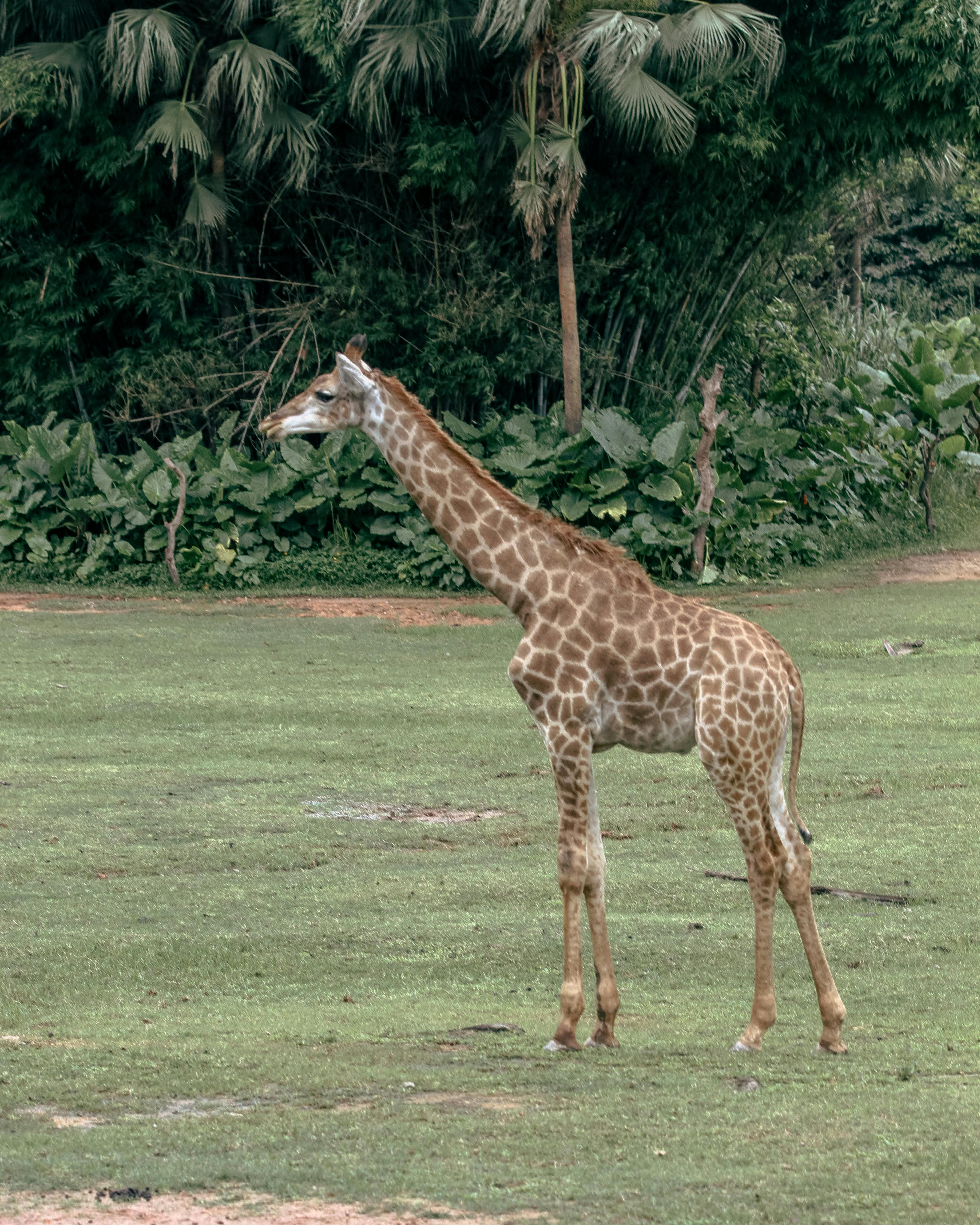 Detroit Zoo Hours Photos, Download The BEST Free Detroit Zoo Hours