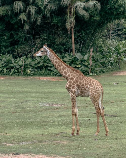Free A young giraffe stands gracefully on open grassland, surrounded by lush foliage. Stock Photo
