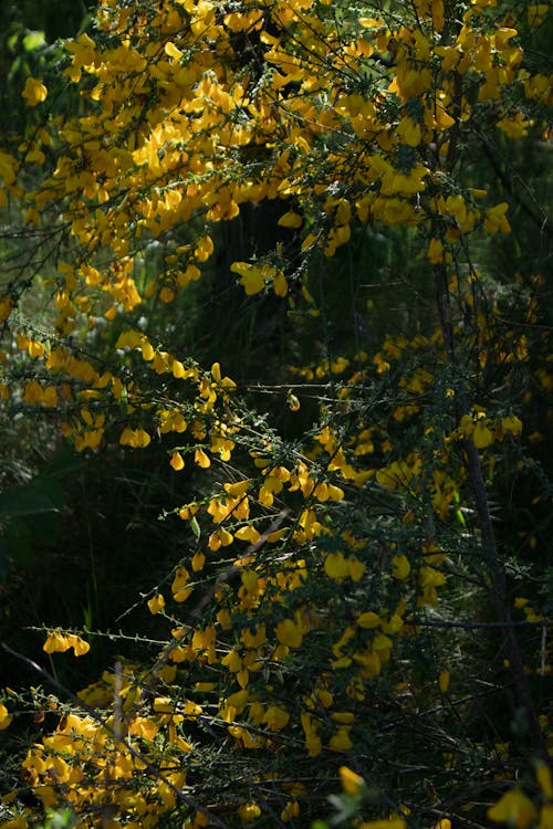 Imagine de stoc gratuită din arbore, flori galbene, fotografiere verticală
