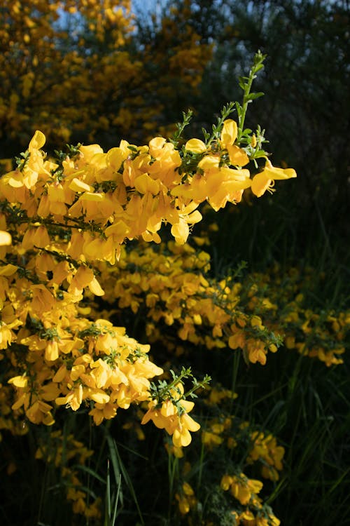 Close up of Yellow Blossoms