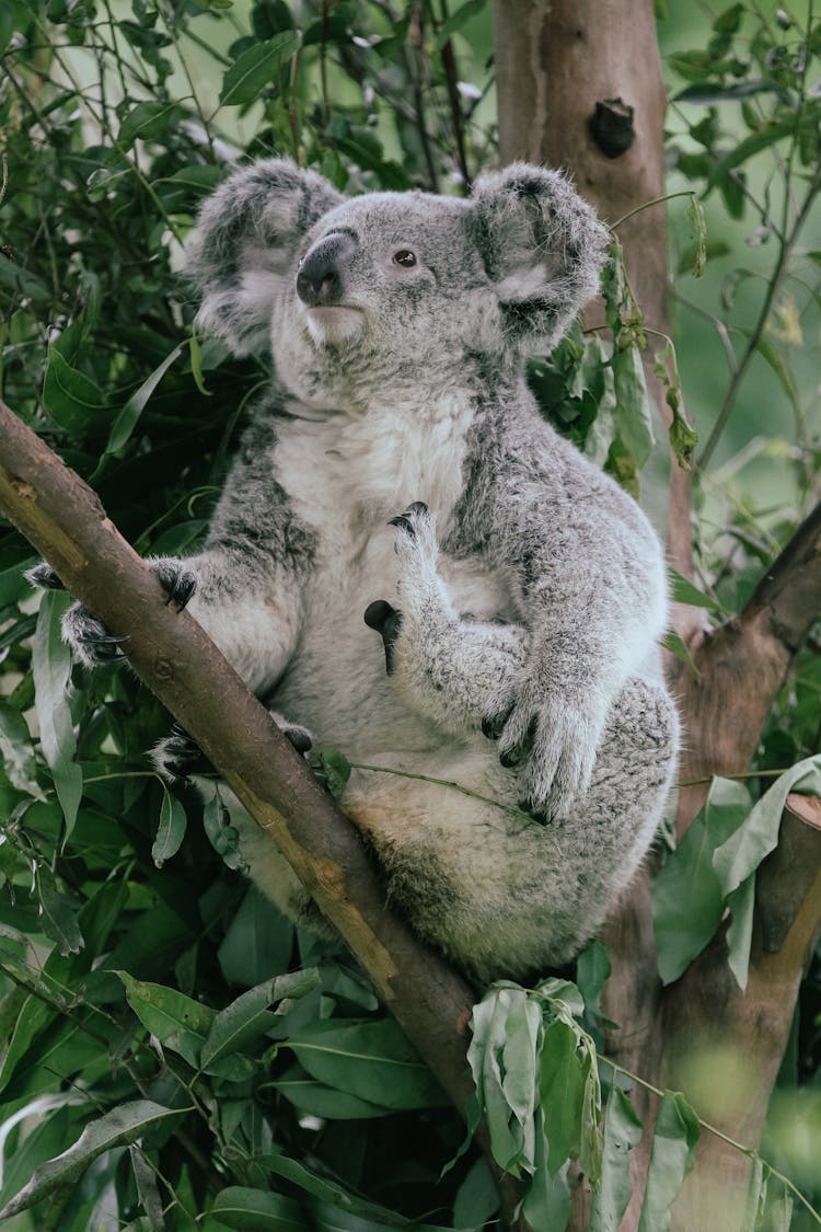 Koala Bear On Tree