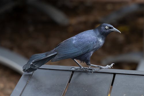 Crow on Roof