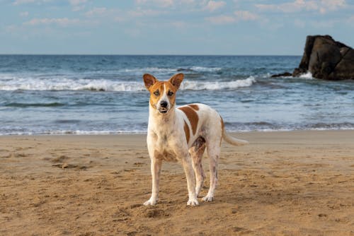 Telomian Dog on Beach