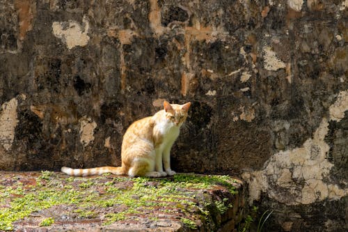 A White and Orange Cat Sitting on a Rocky Surface 