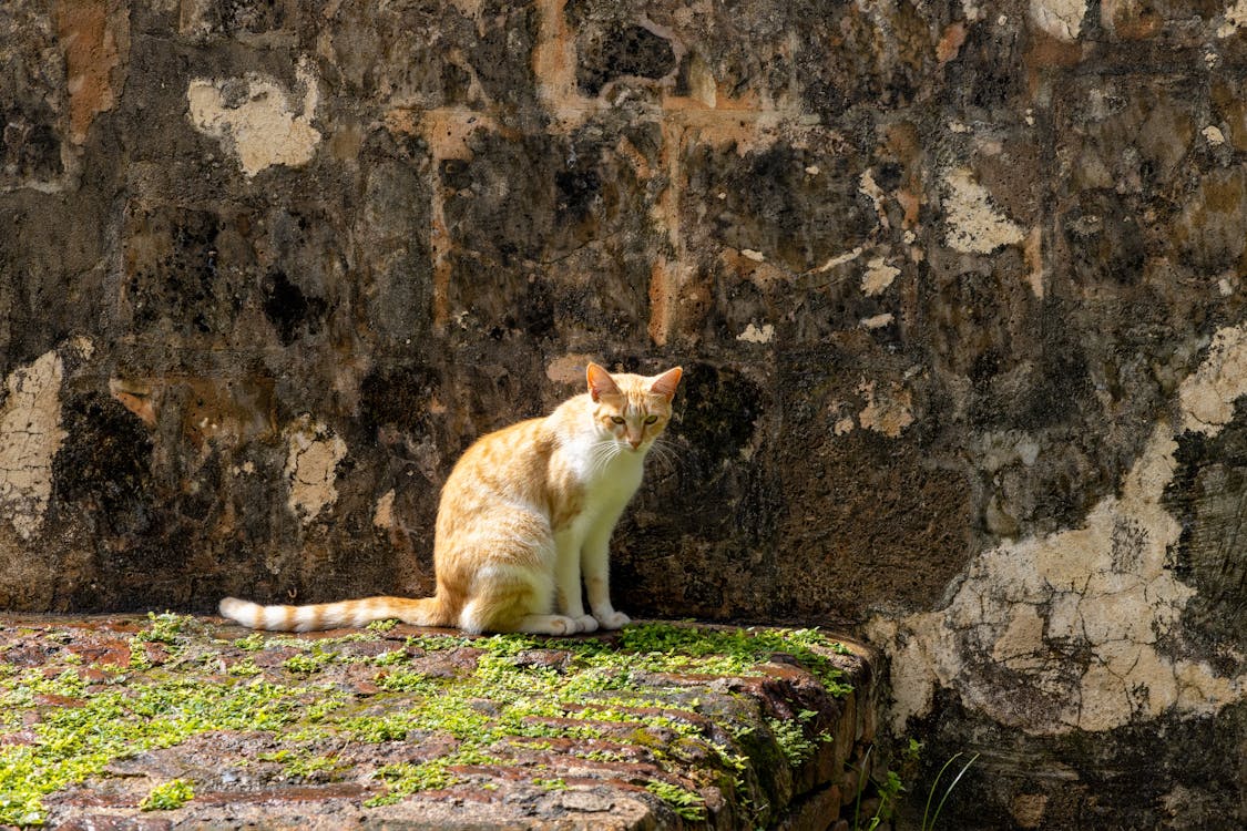 A White and Orange Cat Sitting on a Rocky Surface 