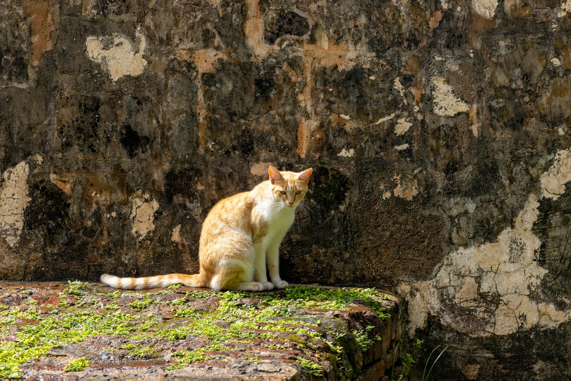 Explore the charm of San Juan with this orange and white cat sitting by a historic stone wall.