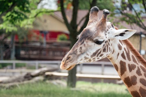 Kostenloses Stock Foto zu giraffe, hals, spots
