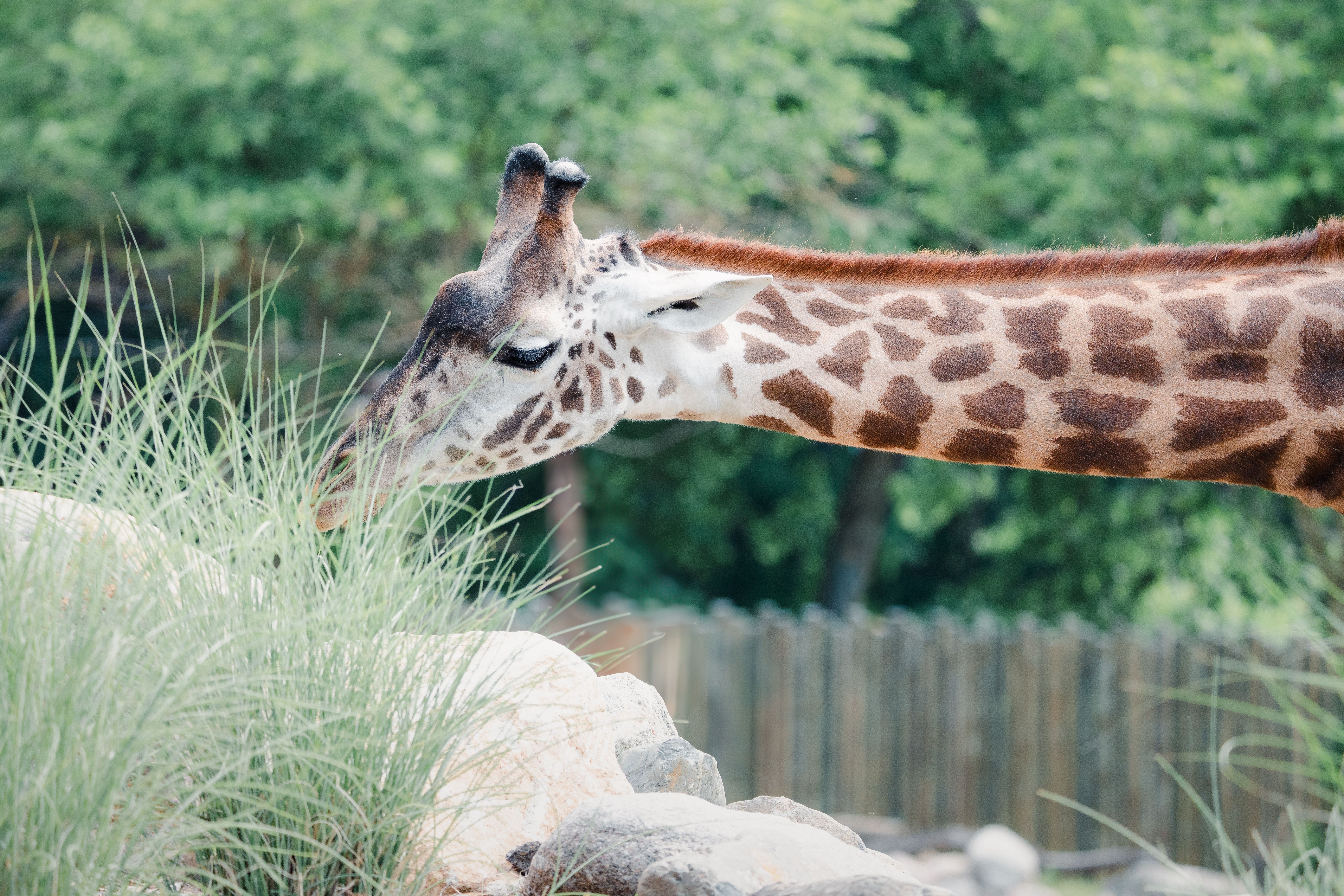 A close-up of a giraffe with its distinctive long neck, feeding outdoors at Potawatomi Park Zoo.