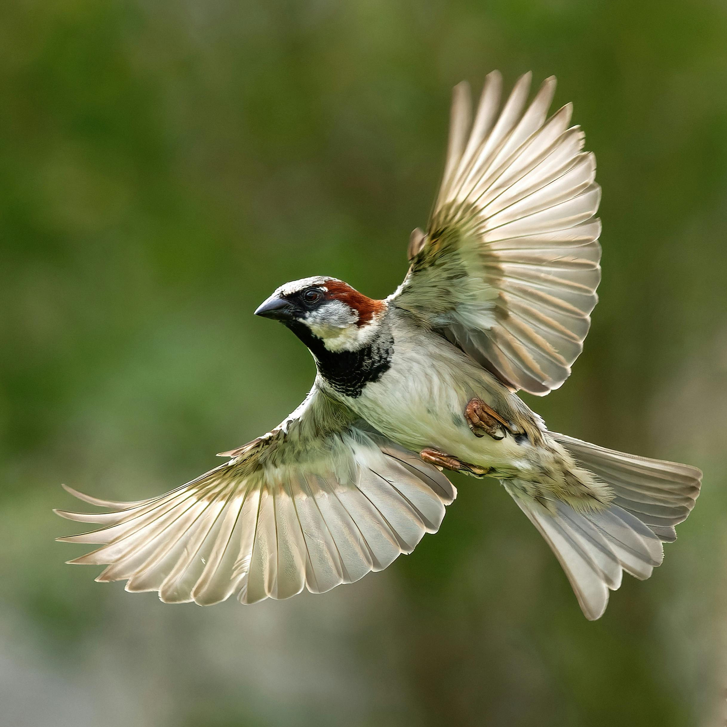 Italian Sparrow in Motion · Free Stock Photo