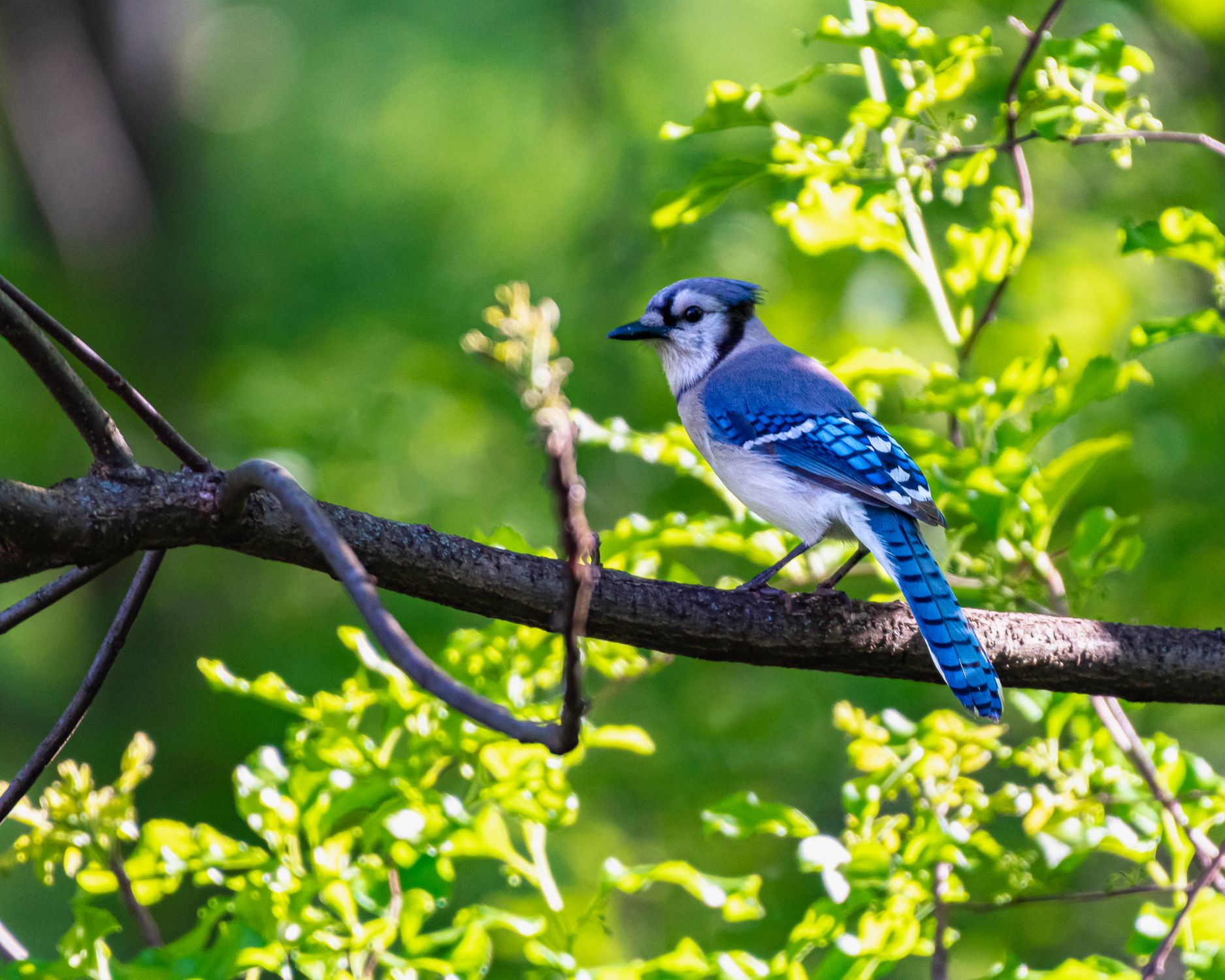Jay Tree Blue Jay on Tree · Free Stock Photo