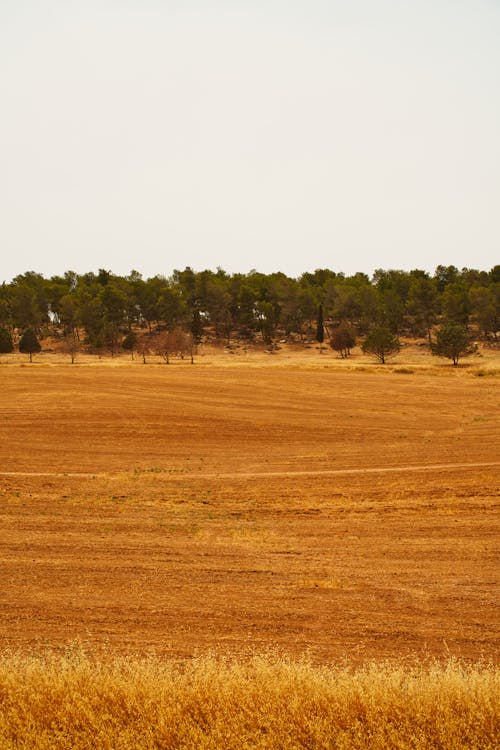 Arid Field Bathing in Sun at Noon