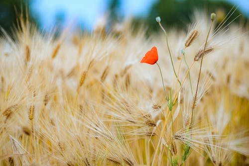 Poppy in Barley Field