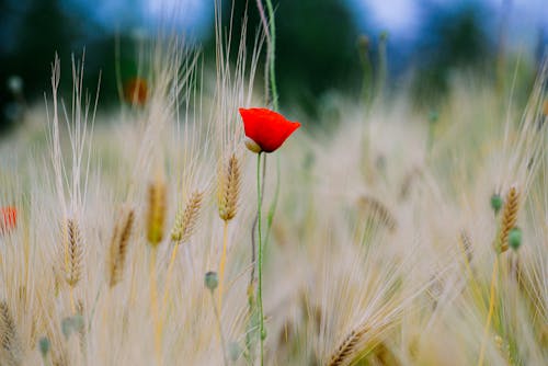 Poppy Flower amid Wheat 