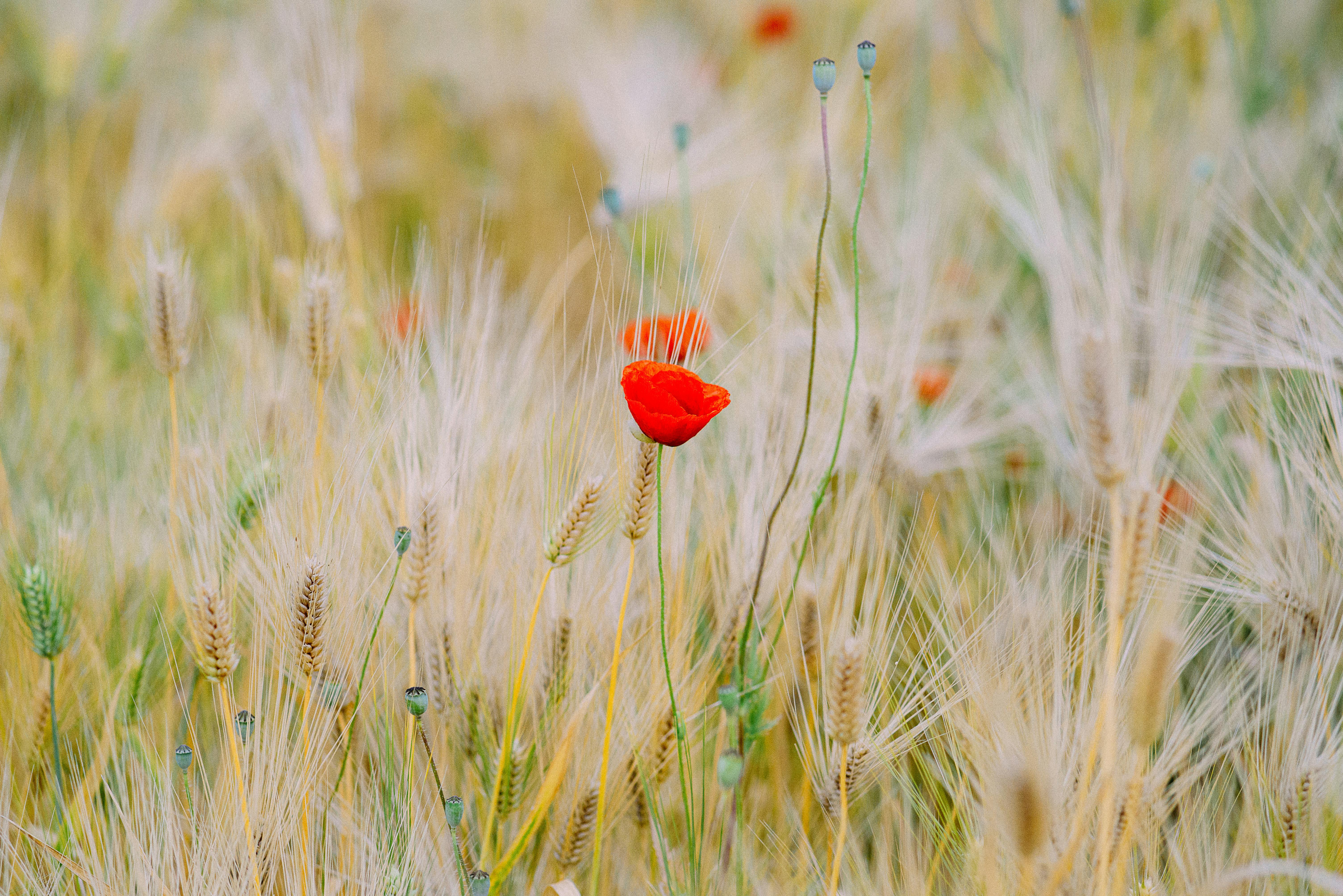 Kostnadsfria Kostnadsfri bild av agronomi, äng, årstid Stock foto