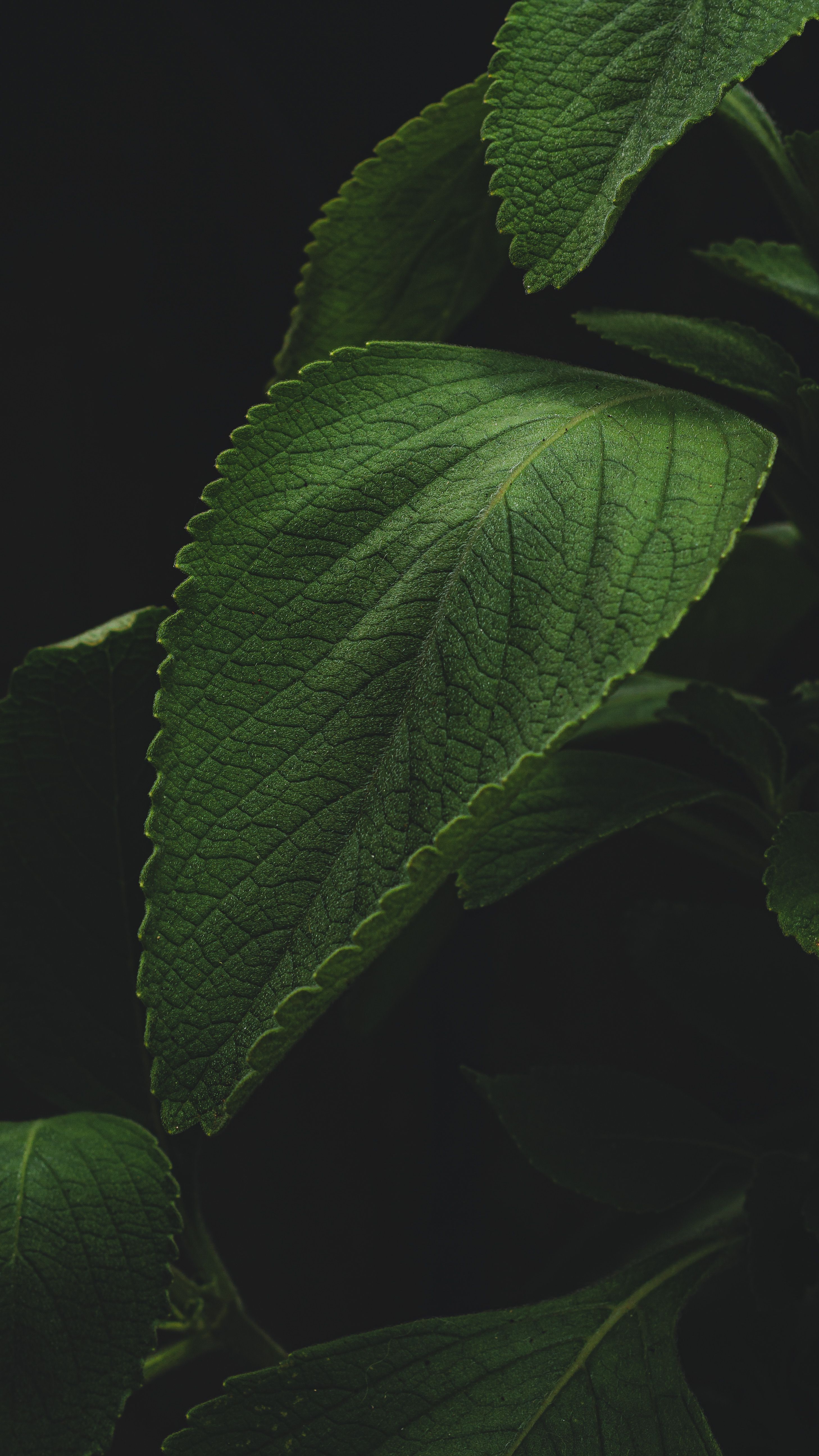Detailed close-up of a green leaf showcasing its texture and veins.
